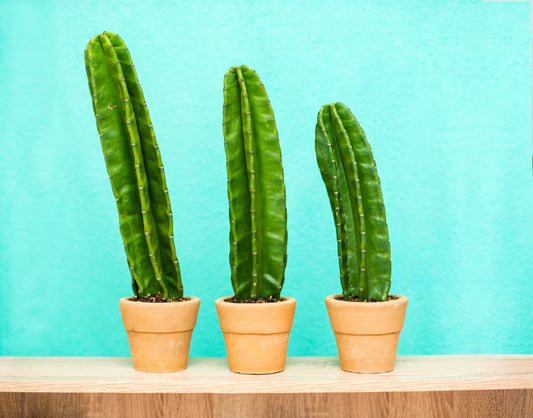 Bridge to Men's Health - This Is When Your Penis Actually Stops Growing
